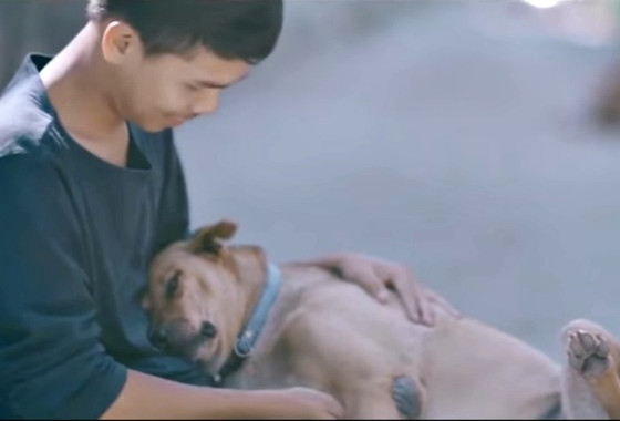 Homem abraça cachorros de rua Homem abraça cachorros de rua
